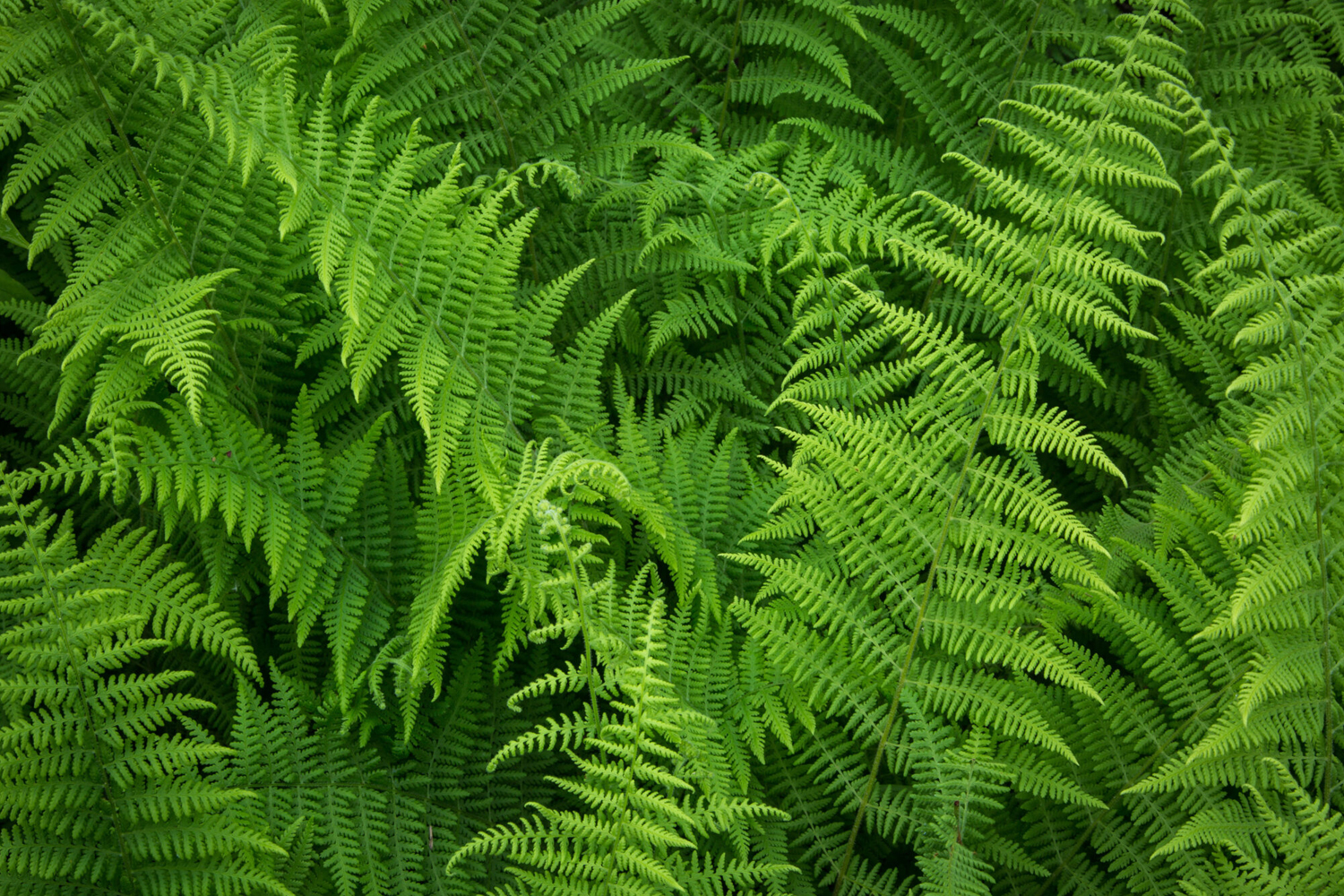 Hay Scented Fern Suffolk Hydroseeding.com Long Island